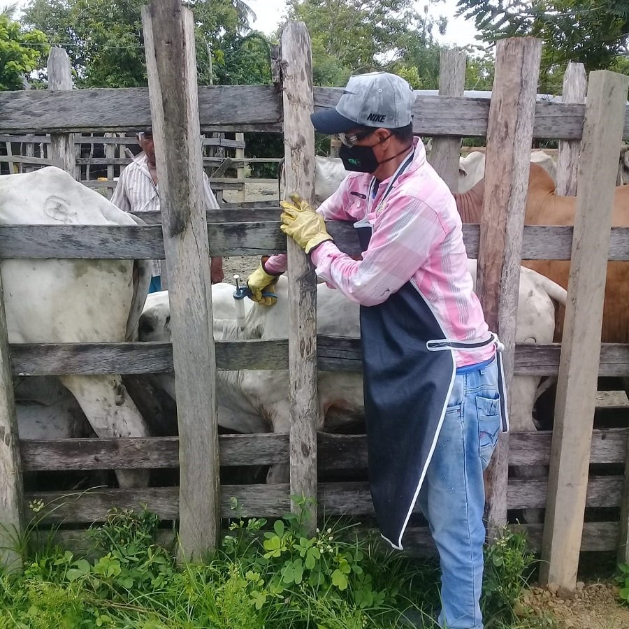 Vacunaciónantiaftosa-FOTO 1 - Sexta semana