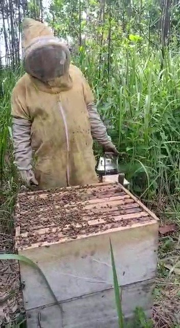 AbejasmuertasenTierralta-moribundas