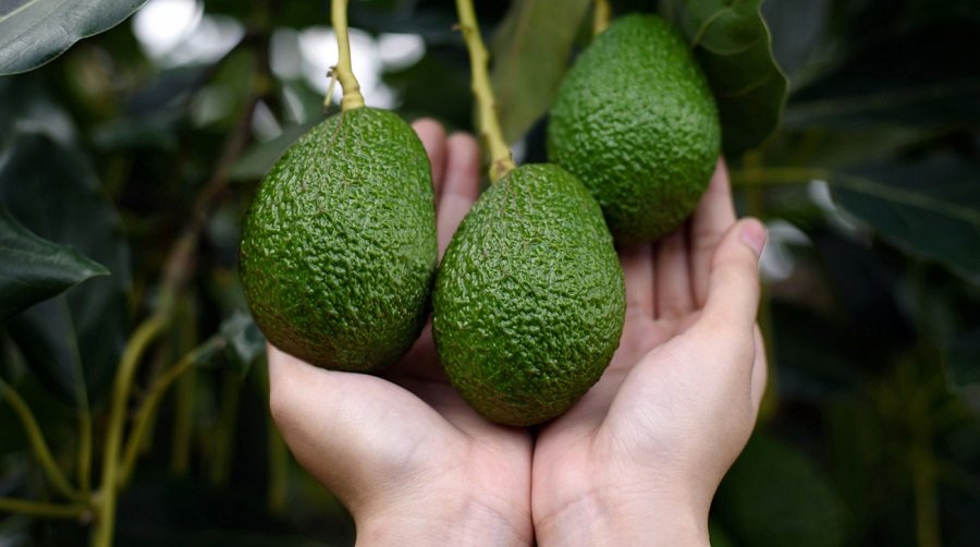 AguacateHassdeGreenland-manos