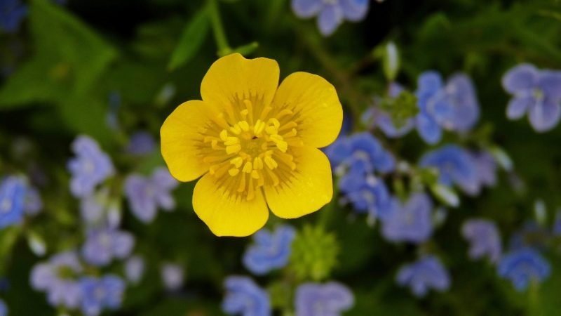 CES-floramarillaojodepoeta-fotoShutterstock