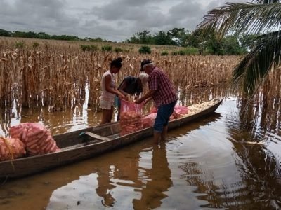 Chimá-recoleccióndemaízenmediodelagua1 (2)
