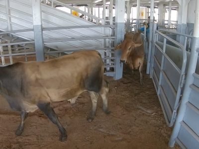 Exportacionesdeganadoenpie