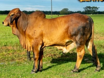 Fedegán-EstrellasdelLlano-Foto 1 remate