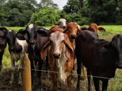 Fedegán-carne-lecheenindependencia-ganado