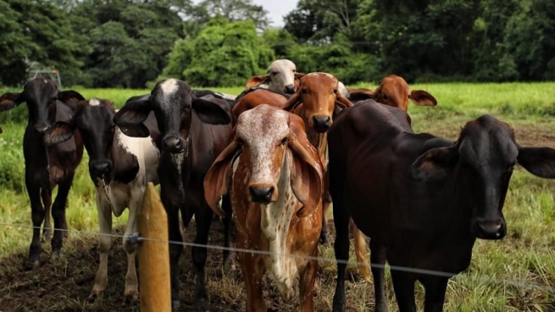 Fedegán-carne-lecheenindependencia-ganado