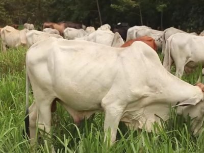 Fedegán-giraganaderaenelMeta