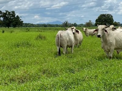 Ganadoconpastoverde (2)