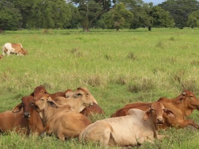 GanadoenValencia-acostado1