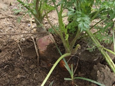 Hortalizas-BatataenCorpoica 104