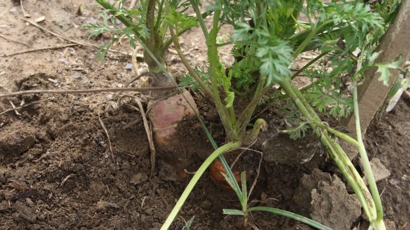 Hortalizas-BatataenCorpoica 104