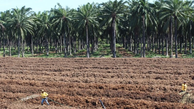 PalmadeAceite-Cartagena (74)