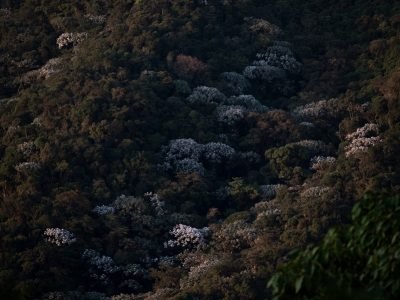 Reservaforestalnacional