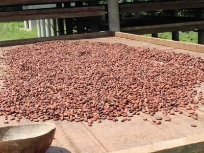 Tierralta-cacaoterosTuisTuis-Manantial (29)