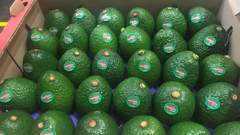 AguacateHass-Westfalia Fruit Colombia