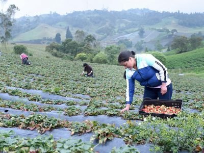 Bancamia-Microempersaria rural Bancamía