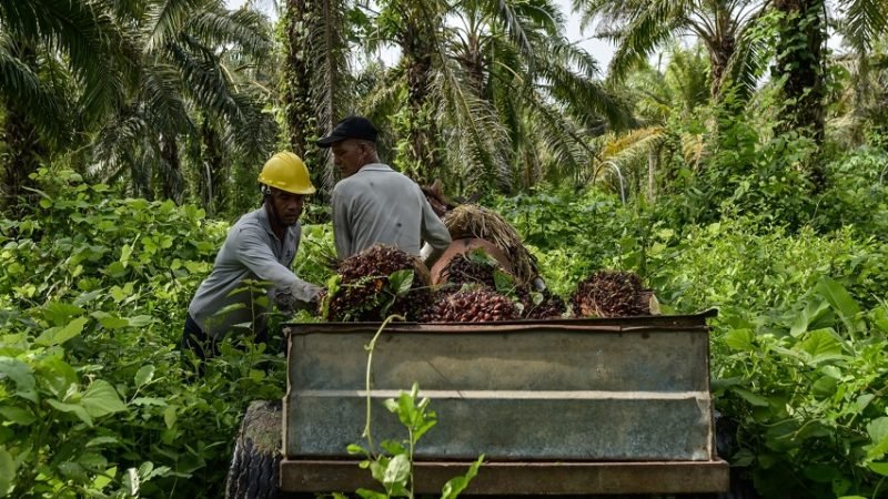 Fedepalma-hombresrecogiendofruto (2)