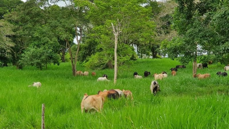 GanaderíaTabaidá-1 (2)