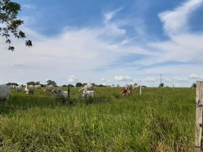 GanadoconpastoenNuevaLucía