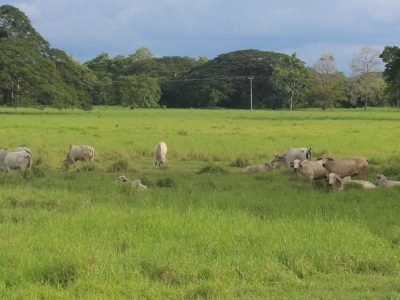 GanadoenpotrerodeValencia (2)