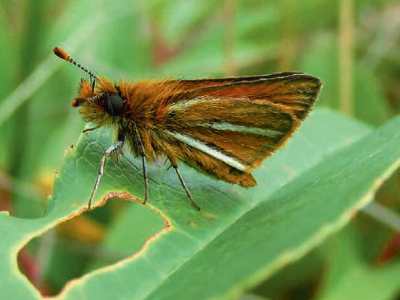 Mariposasaltarinas
