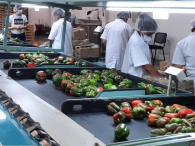 Pimentón-inspeccióndelICAenplanta-paint