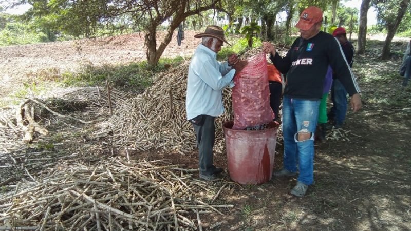 Asoagrochimá-yucasemilla
