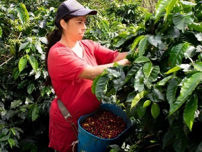 Bancamía-Microempresaria Bancamía Yaneth Chaves-recolectoradecafé (2)
