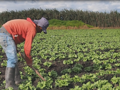 BancoAgrario-productor