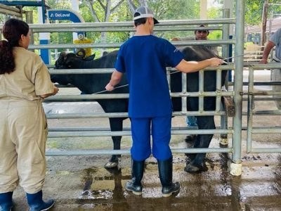 CES-búfalos-pruebadedesempeño