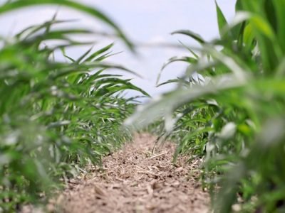 Cultivodemaíztransgénico