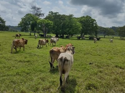 Ganadoconbuenpasto (2)