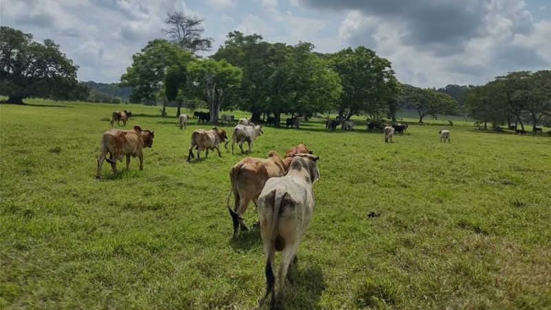 Ganadoconbuenpasto (2)