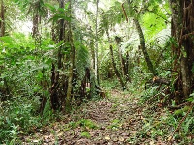 JardínBotánicodelOrienteAntioqueño-Sendero Ecológico2 (2)