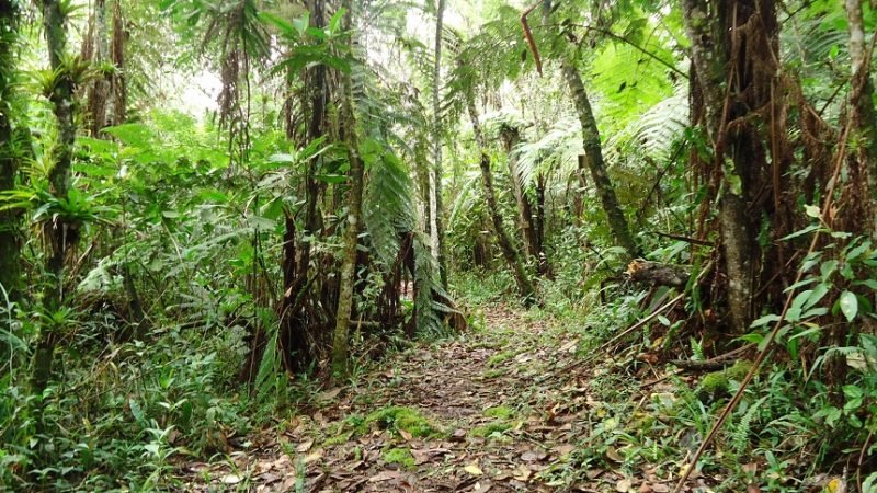 JardínBotánicodelOrienteAntioqueño-Sendero Ecológico2 (2)