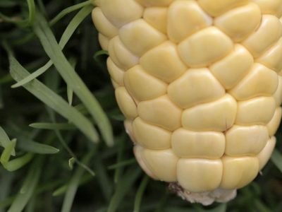 Maíztransgénico-mediamazorca