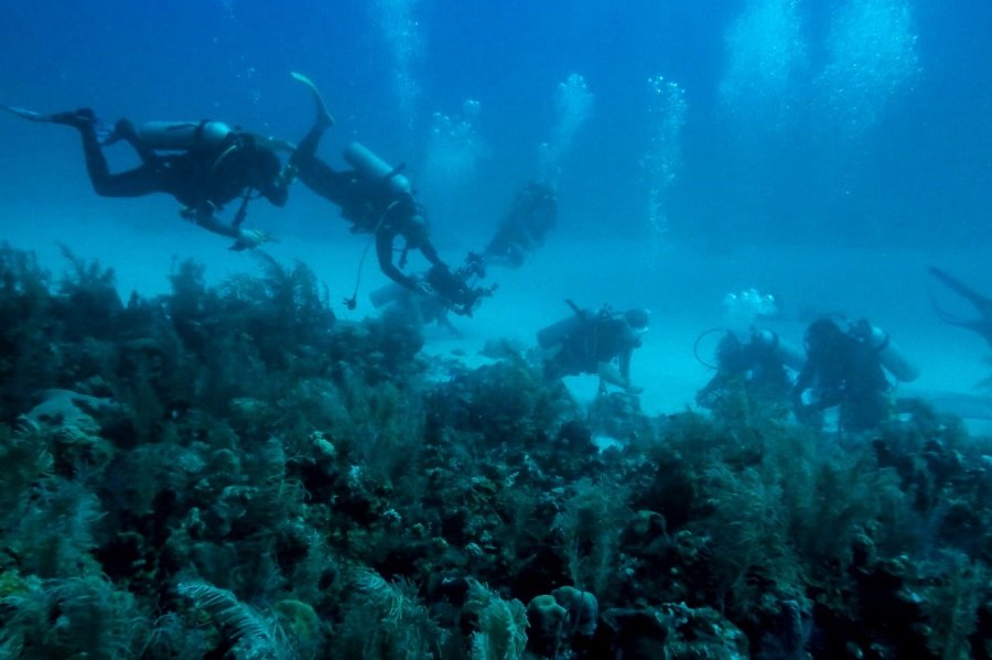 Minambiente-coralesenfermos-2