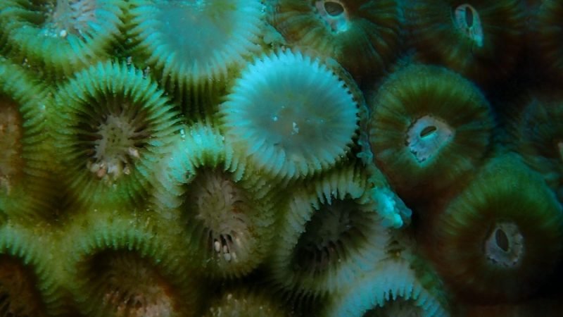 Minambiente-coralesenfermos