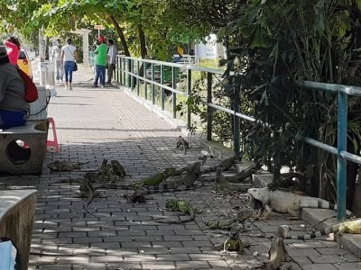 Montería-iguanascompartenespaciosconhombres