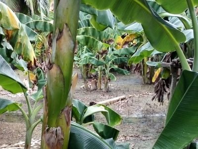 Plátano-inundado (2)