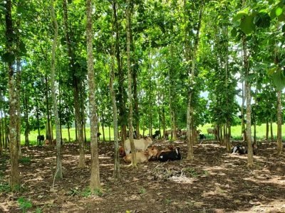 Tabaidá-Ganadodebajodeárboles (2)