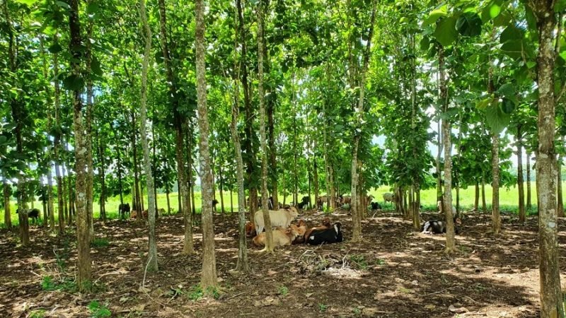 Tabaidá-Ganadodebajodeárboles (2)