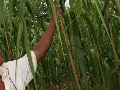 Tuchín-cañaflechaescasa 112