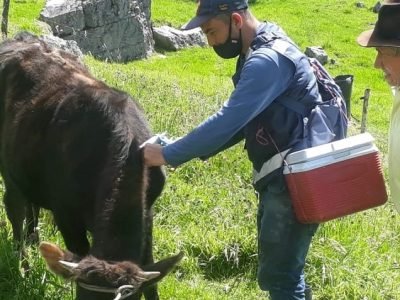 Vacunación-antiaftosa-2ciclo-2022 (3)