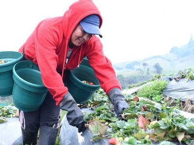 Bancamía-Microempresaria rural-mujerderojo