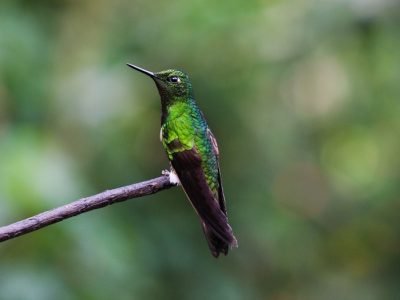 Bancóldex-financiaciónverde-1