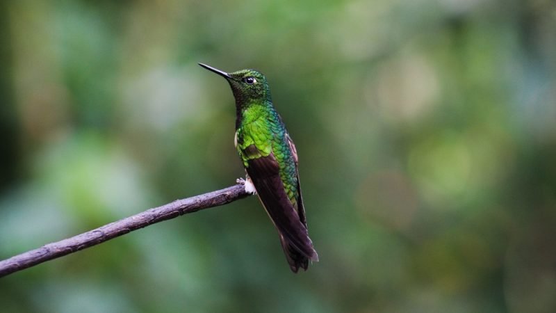 Bancóldex-financiaciónverde-1