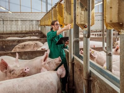 Cerdosconveterinariacuidándols