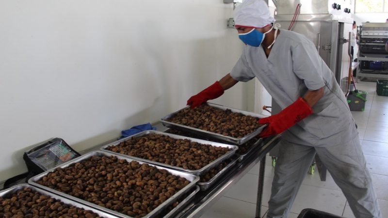 Chinú-plantadeprocesamientodelanuez