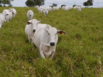 Ciat-manejodepasturas-capturadeCO2 (2)
