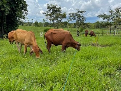 Corpococo-cocoyganado